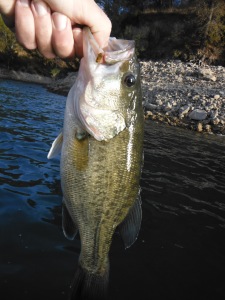 A bass can be lifted by its bottom jaw - no net needed!