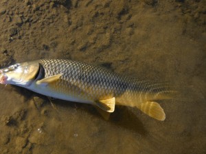A gypsy barbel beached in the shallows where it can be returned with the minimum of contact.