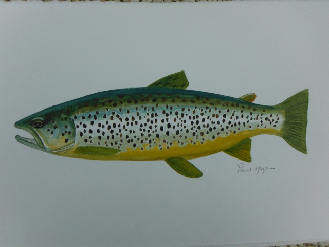 Lough Arrow trout - I have been trying to catch one of these things but without success!