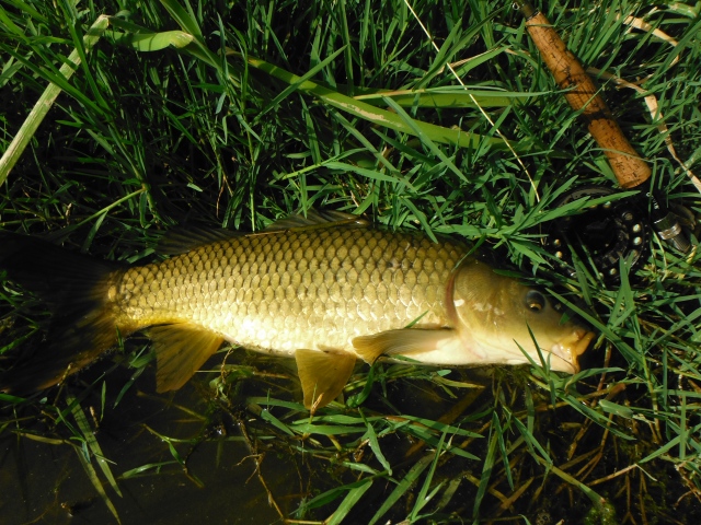 The first carp of the year.